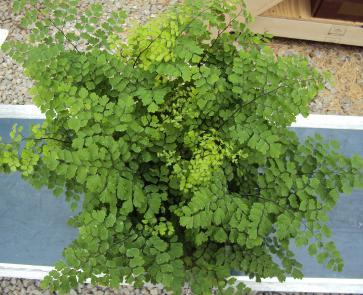6" Fern Maidenhair Fritz Luthi